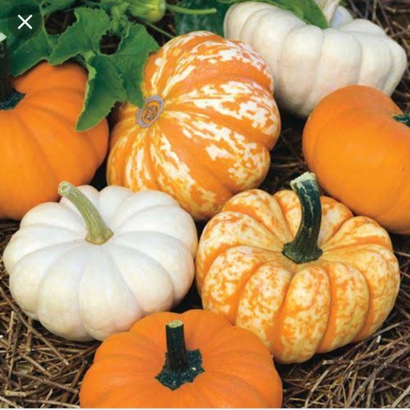 🧡💚Welcome to my closet! Cherie - Picture 12 of 16